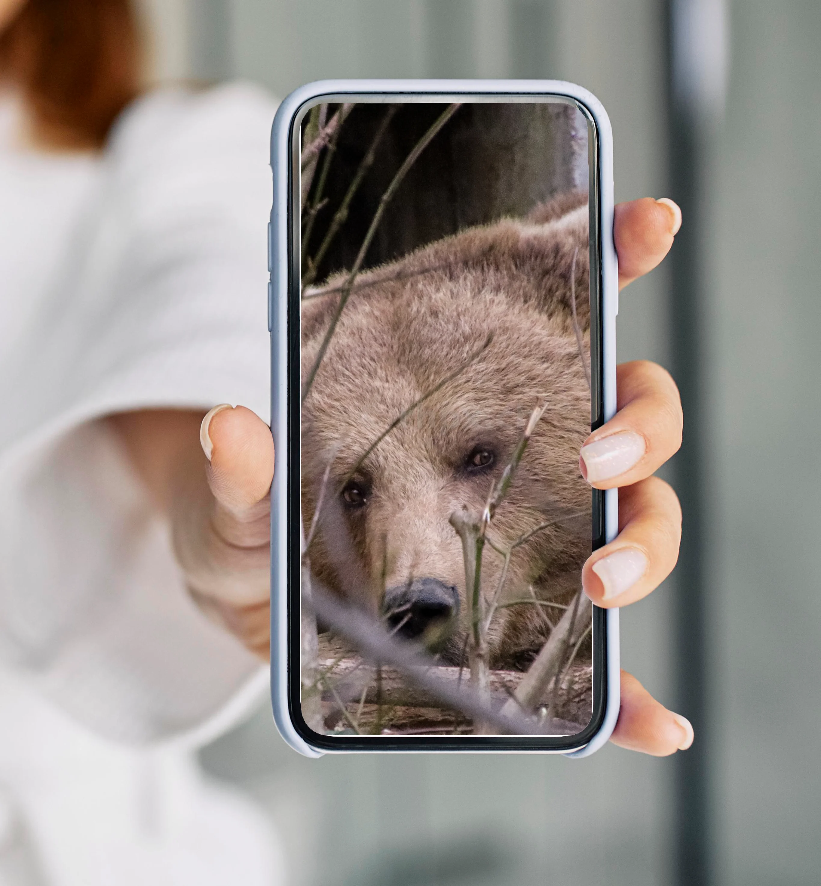 Brown bear in enclosure