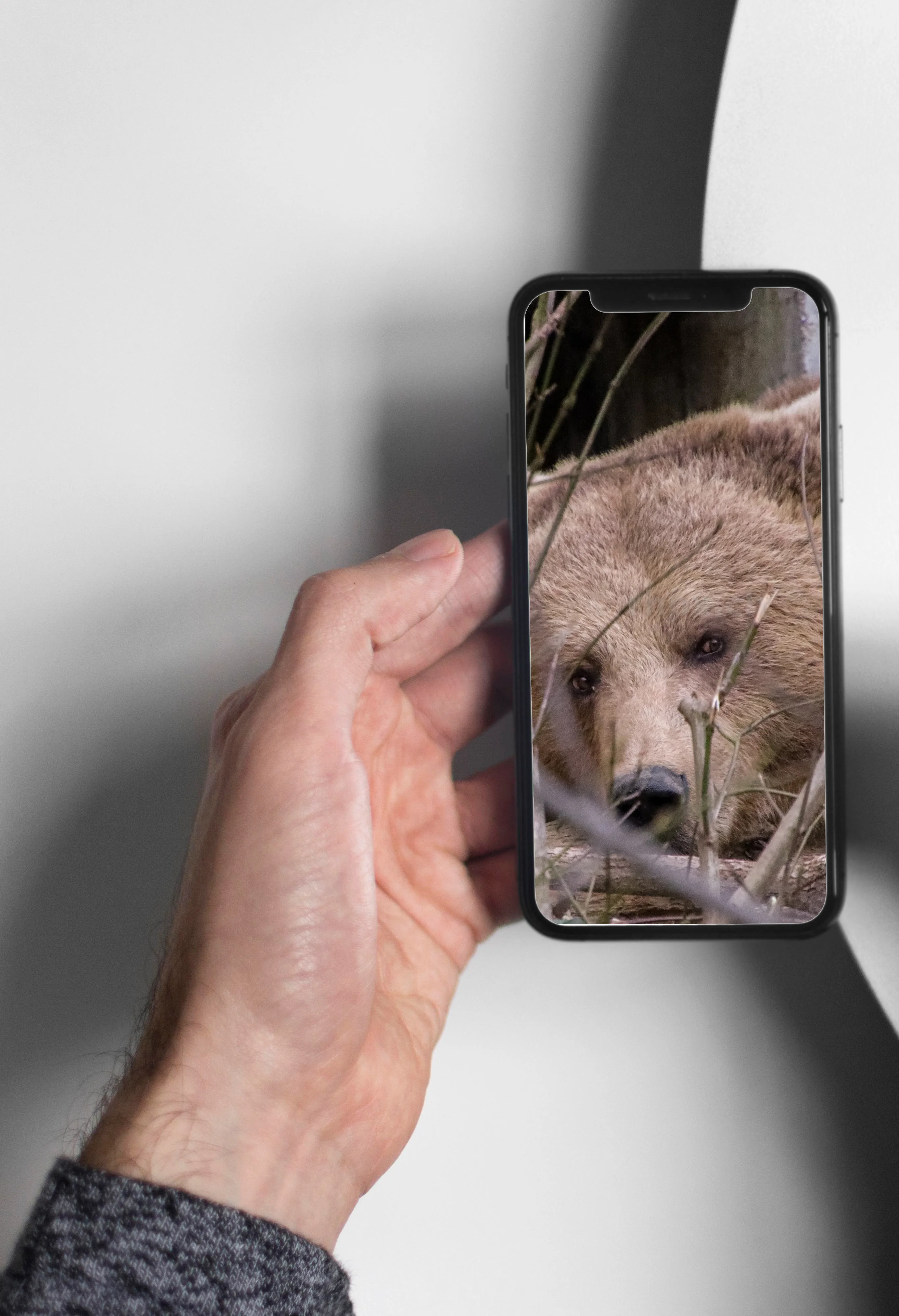 Brown bear in enclosure