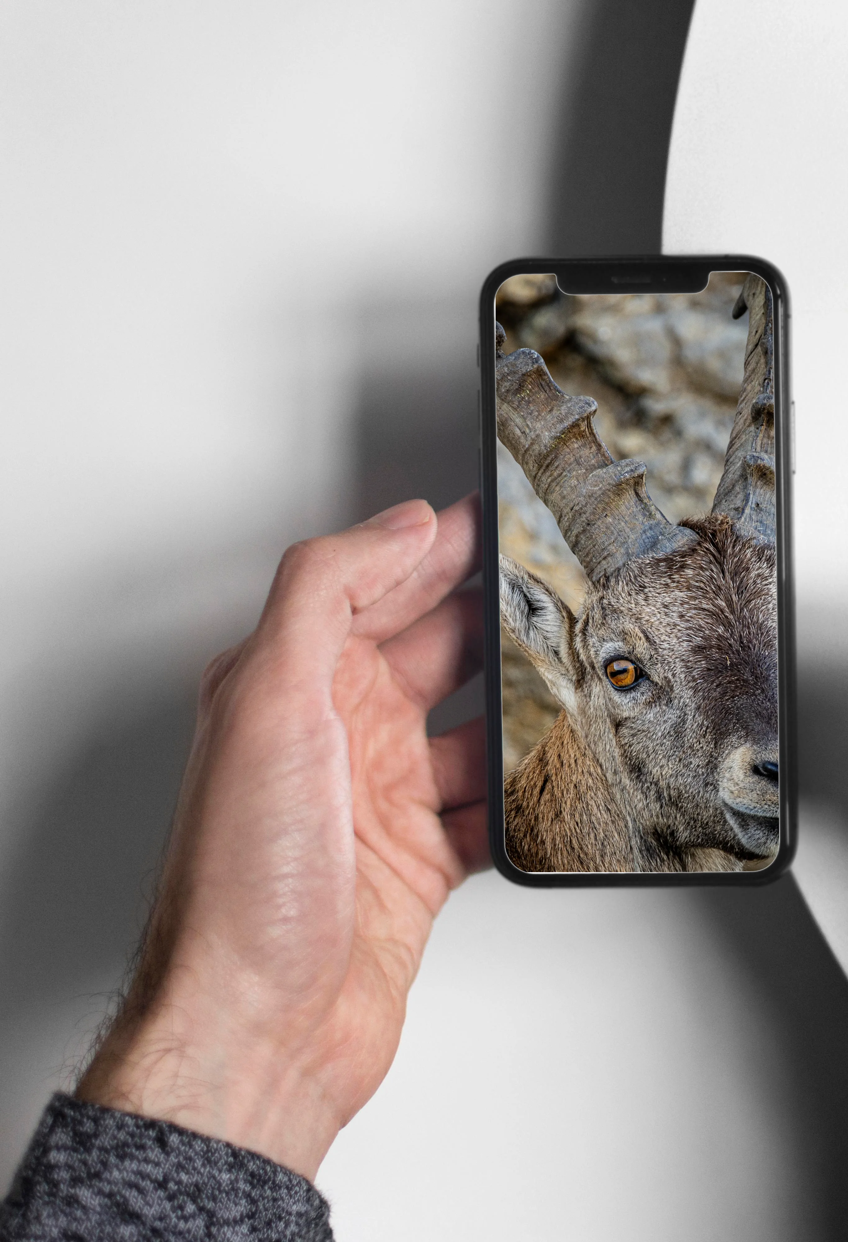 Steinbock am Pilatus in der Zentralschweiz