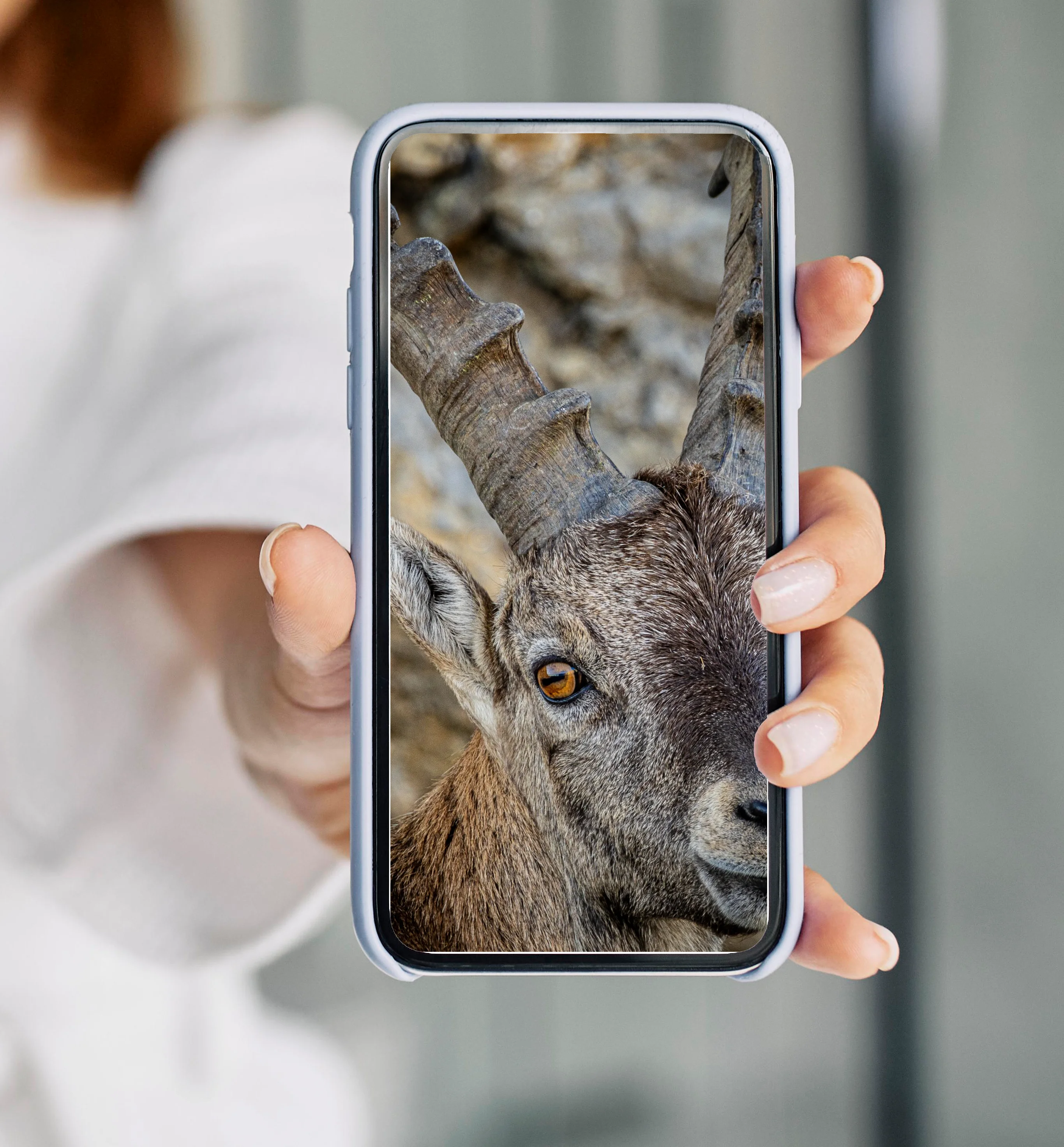 Steinbock am Pilatus in der Zentralschweiz